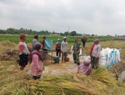 Bantu Petani Panen Padi, Bentuk Dukungan Babinsa Koramil 0820-26/Tegalsiwalan Sukseskan Program Gerakan Antisipasi Darurat Pangan Nasional