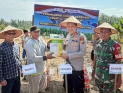 Polres Kaur Gelar Penanaman Jagung Serentak Dukung Ketahanan Pangan Nasional