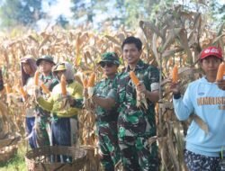 Satgas TMMD ke-127 dan Petani Gadungan Panen Raya Jagung Bersama