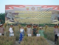 Sinergi TNI dan Forkopimda Asahan Gelar Panen Raya Padi Gogo