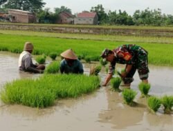 Dukung Ketahanan Pangan, Babinsa Mojowarno Dampingi Petani Tanam Padi