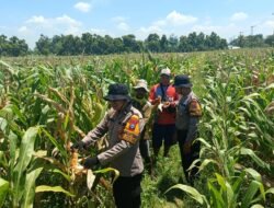 Polresta Sidoarjo Dorong Swasembada Pangan, Lahan Jagung di Balongbendo Siap Panen