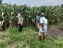 Polsek Balongbendo Tinjau Kesiapan Panen Jagung, Dukung Ketahanan Pangan
