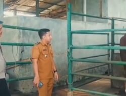 Sinergi Unsur Forkopimcam Air Batu Pantau Potensi Ekonomi di Sektor Peternakan Sapi