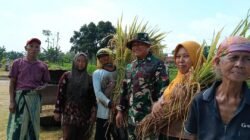 Percepatan Swasembada Pangan Nasional, Kodim 0820/Probolinggo Melalui Koramil Jajaran Panen Raya Padi