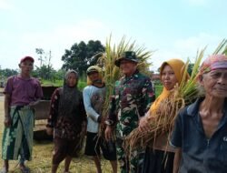 Percepatan Swasembada Pangan Nasional, Kodim 0820/Probolinggo Melalui Koramil Jajaran Panen Raya Padi