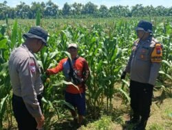 Dukung Ketahanan Pangan, Polsek Balongbendo bersama Petani Optimalkan Tanaman Jagung