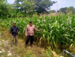 Polresta Sidoarjo Dorong Swasembada Pangan, Bhabinkamtibmas Turun Langsung Cek Lahan Jagung Petani
