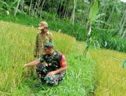 Dampingi Petani, Babinsa Koramil 0820-24/Tiris Cek Pertumbuhan Tanaman Padi