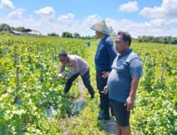 Polresta Sidoarjo Dorong Swasembada Pangan, Lahan Melon di Prambon Siap Panen