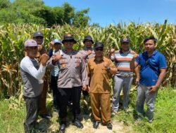 Polsek Balongbendo Intensifkan Pengelolaan Ketahanan Pangan Jagung Hibrida