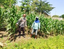 Polsek Prambon Kontrol Lahan Jagung, Antisipasi Dampak Cuaca terhadap Ketahanan Pangan