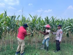 Polsek Prambon Cek Lahan Jagung di Desa Bulang