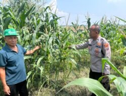 Masifkan Swasembada Pangan dengan Mengelola Tanaman Jagung di Desa Prambon