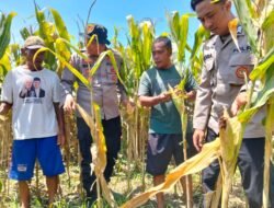 Optimalkan Swasembada Pangan, Polsek Prambon Masif kan Pengelolaan Tanaman Jagung 