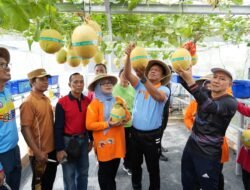 Panen Kedua Melon Urban Farming di Cipinang Melayu, Munjirin Dorong Ketahanan Pangan