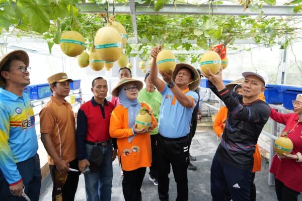 Panen Kedua Melon Urban Farming di Cipinang Melayu, Munjirin Dorong Ketahanan Pangan