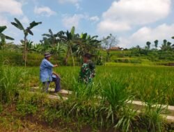 Dampingi Perawatan Tanaman Padi, Koramil Kuripan Dukung Gerakan Antisipasi Darurat Pangan Nasional
