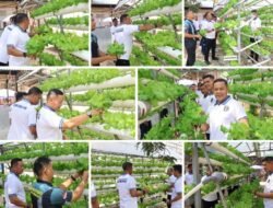 Lapas Narkotika Tanjungpinang Panen Selada Hidroponik Dukung Ketahanan Pangan