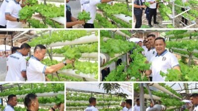 Lapas Narkotika Tanjungpinang Panen Selada Hidroponik Dukung Ketahanan Pangan