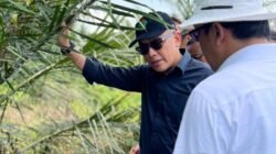 PTPN IV PalmCo Uji Serangga Penyerbuk Asal Afrika untuk Tingkatkan Produktivitas Sawit