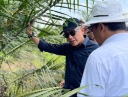 PTPN IV PalmCo Uji Serangga Penyerbuk Asal Afrika untuk Tingkatkan Produktivitas Sawit