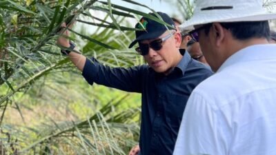 PTPN IV PalmCo Uji Serangga Penyerbuk Asal Afrika untuk Tingkatkan Produktivitas Sawit