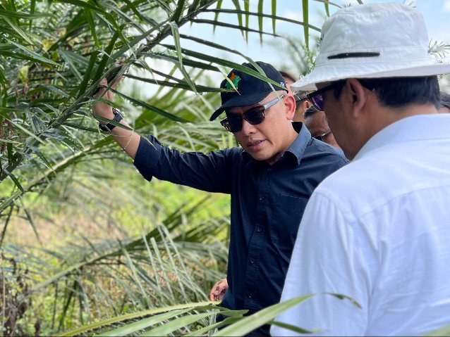 PTPN IV PalmCo Uji Serangga Penyerbuk Asal Afrika untuk Tingkatkan Produktivitas Sawit