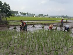 Dukung Ketahanan Pangan Nasional, Babinsa Rejosari Dampingi Petani Tanam Padi