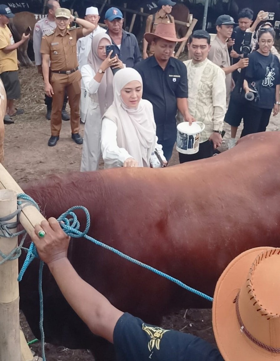 Pendakwah kondang Ustadz Solmed kembali membeli hewan kurban di Pusat Sapi Berkah, Kota Bekasi. Tahun ini, ia memborong empat ekor sapi jenis Limosin dan Metal dengan bobot hingga 850 kilogram karena puas dengan kualitas dan kesehatan hewan yang ditawarkan. (Ist/sp).