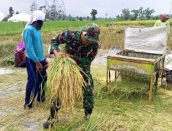 Jaga Stabilitas Pangan, Babinsa Desa Bladu Kulon Dampingi Petani Panen Padi