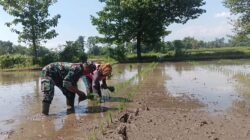 Koramil Banyuanyar Dampingi Proses Tanam Padi oleh Petani Wilayah Binaan