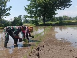 Koramil Banyuanyar Dampingi Proses Tanam Padi oleh Petani Wilayah Binaan