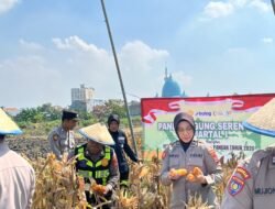Polsek Taman Panen Jagung Serentak di Lahan Lingkar Mas Sepanjang, Dukung Ketahanan Pangan Nasional