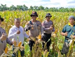 Polsek Balongbendo Cek Kesiapan Panen Jagung Serentak, Dukung Swasembada Pangan