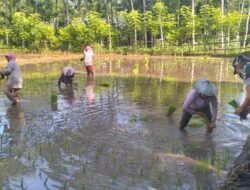 Satgas TMMD Ke-128 Kodim 0820 Melakukan Pendampingan Kepada Kelompok Petani