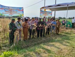 Koramil Sumberasih Hadiri Panen Raya Jagung Kuartal Kedua Di Lahan Pertanian P2TP MUNENG