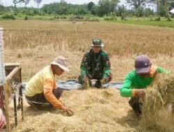 Koramil Tegalsiwalan Dampingi Proses Panen Padi Petani Wilayah Binaan