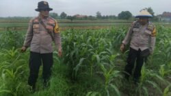 Kanit Binmas Polsek Krembung Rawat Jagung Hibrida Dukung Swasembada Pangan