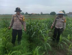 Kanit Binmas Polsek Krembung Rawat Jagung Hibrida Dukung Swasembada Pangan