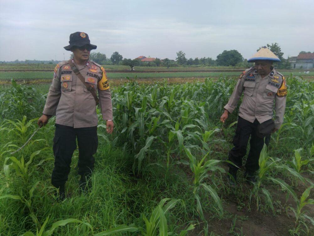 Kanit Binmas Polsek Krembung Rawat Jagung Hibrida Dukung Swasembada Pangan