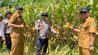 Polresta Sidoarjo Gelorakan Swasembada Pangan Dampingi Warga Tani Kelola Jagung Hibrida