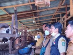 Pastikan Kelayakan Hewan Kurban 1447 H, Disnakkeswan Asahan Terjunkan Tim Periksa Kesehatan Ternak di 25 Kecamatan