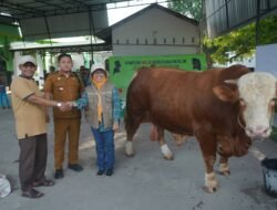 Kawal Kelayakan Ibadah Qurban 1447 H, Pemkab Asahan Intensifkan Pemeriksaan Kesehatan Hewan Secara Menyeluruh