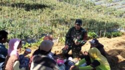Tingkatkan Kesejahteraan Petani, Babinsa Giatkan Diversifikasi Tanaman Sayur
