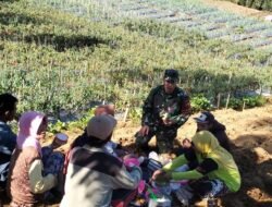 Tingkatkan Kesejahteraan Petani, Babinsa Giatkan Diversifikasi Tanaman Sayur