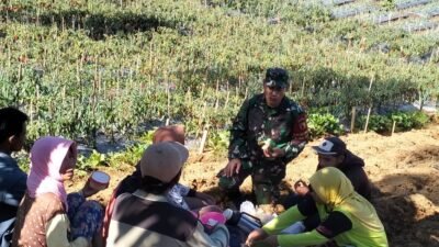 Tingkatkan Kesejahteraan Petani, Babinsa Giatkan Diversifikasi Tanaman Sayur