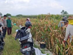 Polsek Tanggulangin Optimalkan Peran Bhabinkamtibmas Dampingi Petani Jagung