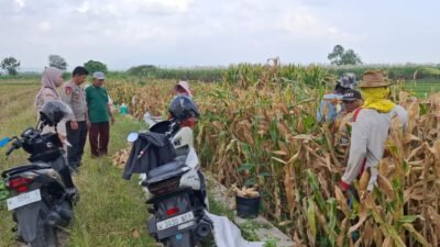 Polsek Tanggulangin Optimalkan Peran Bhabinkamtibmas Dampingi Petani Jagung