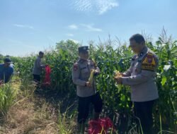 Kanit Binmas Polsek Krembung Apresiasi Perkembangan Tanaman Jagung di Desa Lemujut